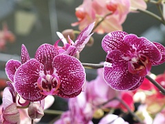 orchidsNL (30)